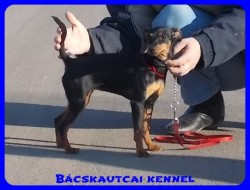 Bcskautcai Mandy