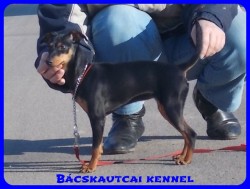 Bcskautcai Mandy