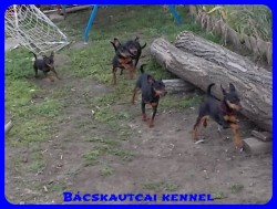 Bcskautcai Mandy