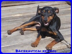 Bcskautcai Mandy