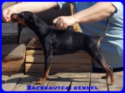 Bcskautcai Mandy