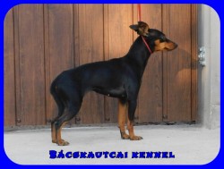 Bcskautcai Mandy