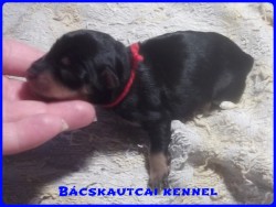 Bcskautcai Mendy