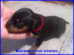 Bcskautcai Mendy