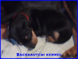 Bcskautcai Mendy