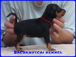 Bcskautcai Mendy