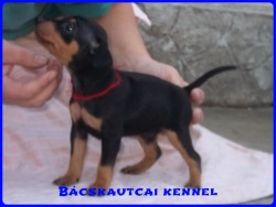 Bcskautcai Mendy