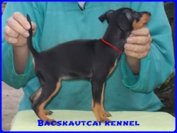 Bcskautcai Mandy