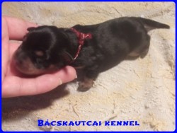 Bcskautcai Milton