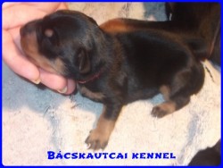 Bcskautcai Milton