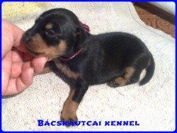 Bcskautcai Milton