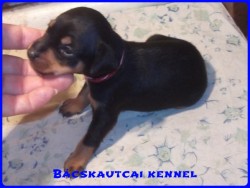 Bcskautcai Milton