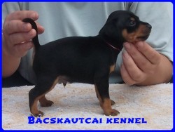 Bcskautcai Milton