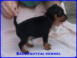 Bcskautcai Milton