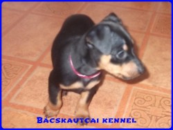 Bcskautcai Milton