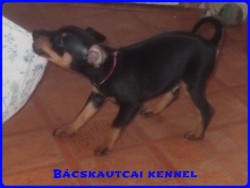Bcskautcai Milton