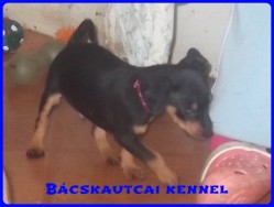 Bcskautcai Milton