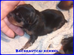 Bcskautcai Mirk