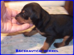 Bcskautcai Mirk