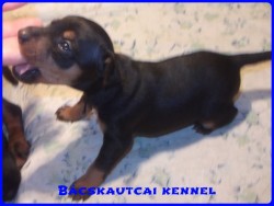 Bcskautcai Mirk