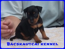 Bcskautcai Mirk