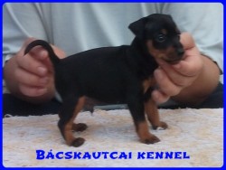 Bcskautcai Mirk