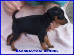 Bcskautcai Mirk