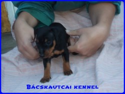 Bcskautcai Mirk