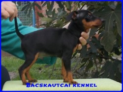 Bcskautcai Mirko