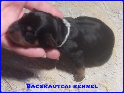 Bcskautcai Monti