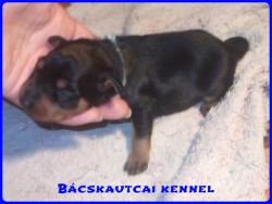 Bcskautcai Monti