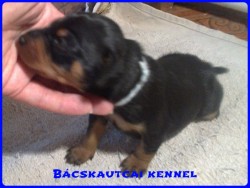 Bcskautcai Monti
