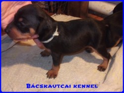 Bcskautcai Monti