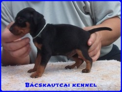 Bcskautcai Monti
