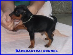 Bcskautcai Monti