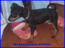 Bcskautcai Monti