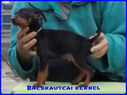 Bcskautcai Monti