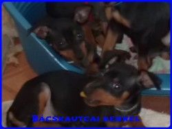 Bcskautcai Monti