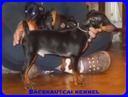 Bcskautcai Monti
