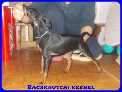 Bcskautcai Monti