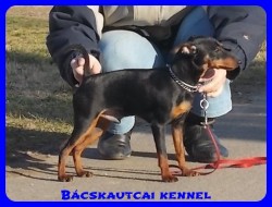 Bcskautcai Monti