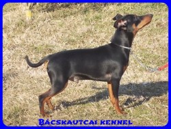Bcskautcai Monti
