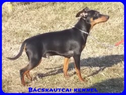 Bcskautcai Monti