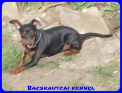 Bcskautcai Monti
