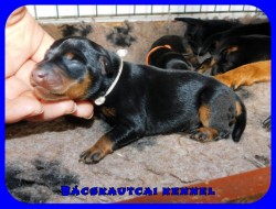 trpe pinscher M-alom