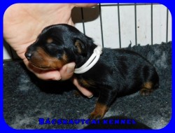 trpe pinscher M-alom