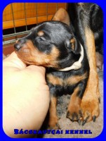 trpe pinscher M-alom