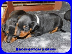 Bcskautcai My Little Bastard