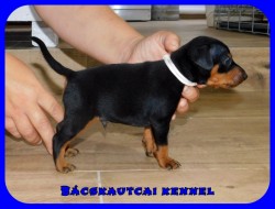 Bcskautcai My Little Bastard