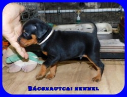 Bcskautcai My Little Bastard